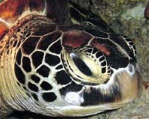 Green Turtle taken in cave off Saipan w/digital still by Martin Dalsaso 
